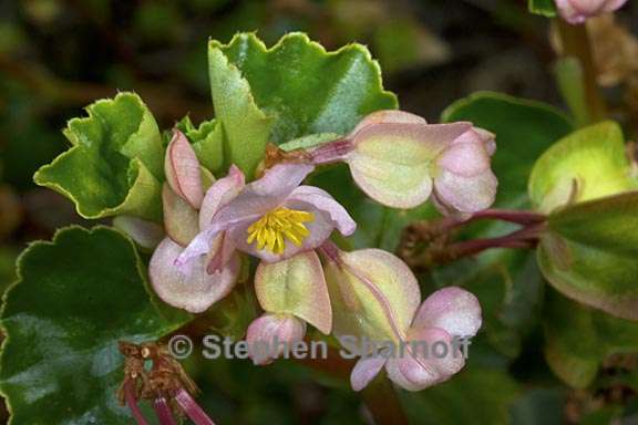 begonia cucullata 1 graphic